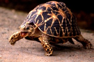 Star Tortoise - Vandalur Zoo picture courtesy : Srividya 